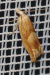Eucosma conterminana