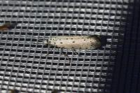 Yponomeuta
