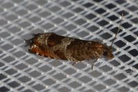 Ancylis achatana
