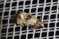 Neocochylis dubitana