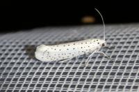 Yponomeuta evonymella