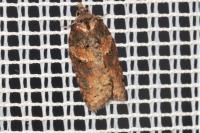 Acleris hastiana