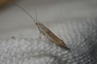 Coleophora discordella