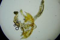 Coleophora discordella