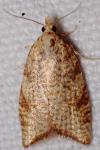 Aleimma loeflingiana