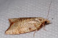 Aleimma loeflingiana