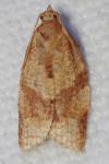 Clepsis consimilana