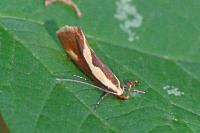 Harpella forficella