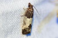 Spilonota ocellana