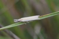 Pleurota aristella