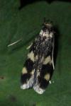 Oegoconia