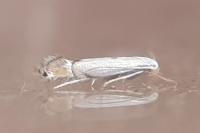 Phyllocnistis extrematrix