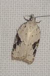Acleris kochiella