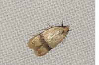 Odites kollarella