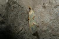 Agapeta hamana