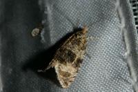 Celypha lacunana