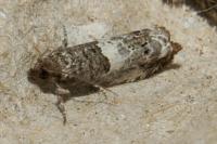 Notocelia