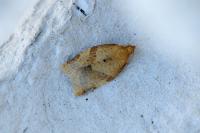 Clepsis consimilana