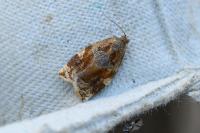 Archips xylosteana