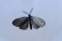 Psyche casta