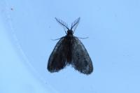 Psyche casta
