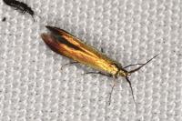 Coleophora trifolii