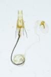 Coleophora trifolii
