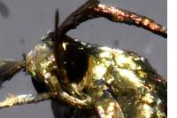 Coleophora trifolii