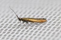 Coleophora deauratella