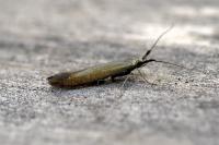 Coleophora deauratella