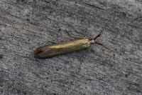 Coleophora deauratella