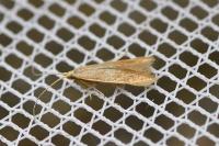 Coleophora flavipennella