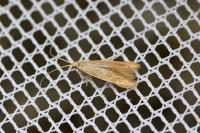 Coleophora flavipennella