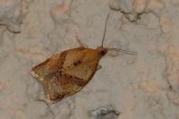 Clepsis consimilana