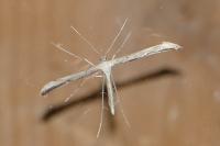 Emmelina monodactyla