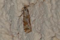 Rhyacionia maritimana