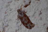 Rhyacionia maritimana