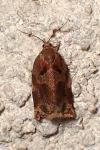 Archips xylosteana