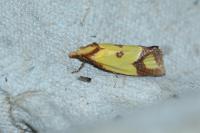 Agapeta zoegana