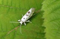 Niphonympha dealbatella
