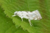 Niphonympha dealbatella