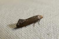 Elachista pigerella