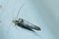 Paraswammerdamia
