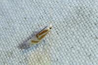 Argyresthia abdominalis