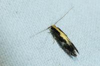 Monopis obviella