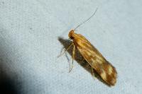 Mirificarma flavella