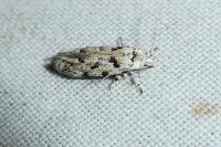 Parastenolechia nigrinotella