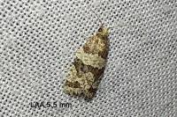 Isotrias rectifasciana