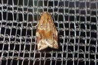Archips xylosteana