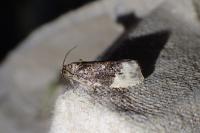 Hedya nubiferana